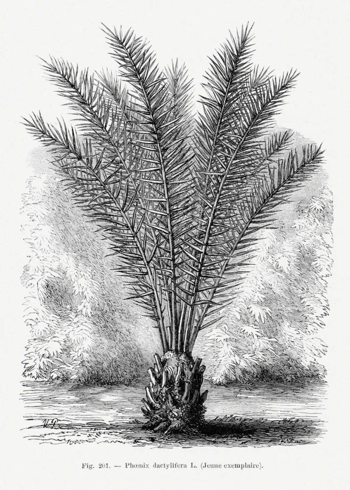 Histoire, Palmiers Les: Vintage Palmenzeichnung Xiii