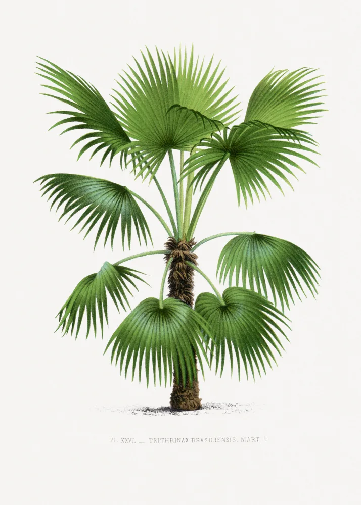 Histoire, Palmiers Les: Xxvi Trithrinax B