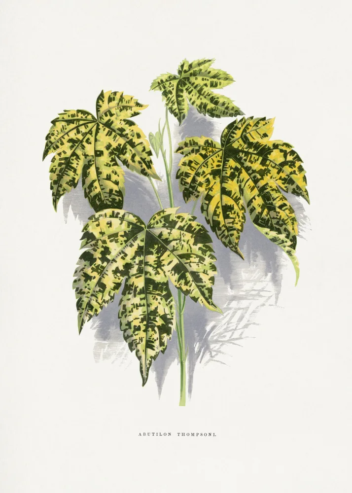 a, Plantes Les: Abutilon Thompsoni Blattillustration
