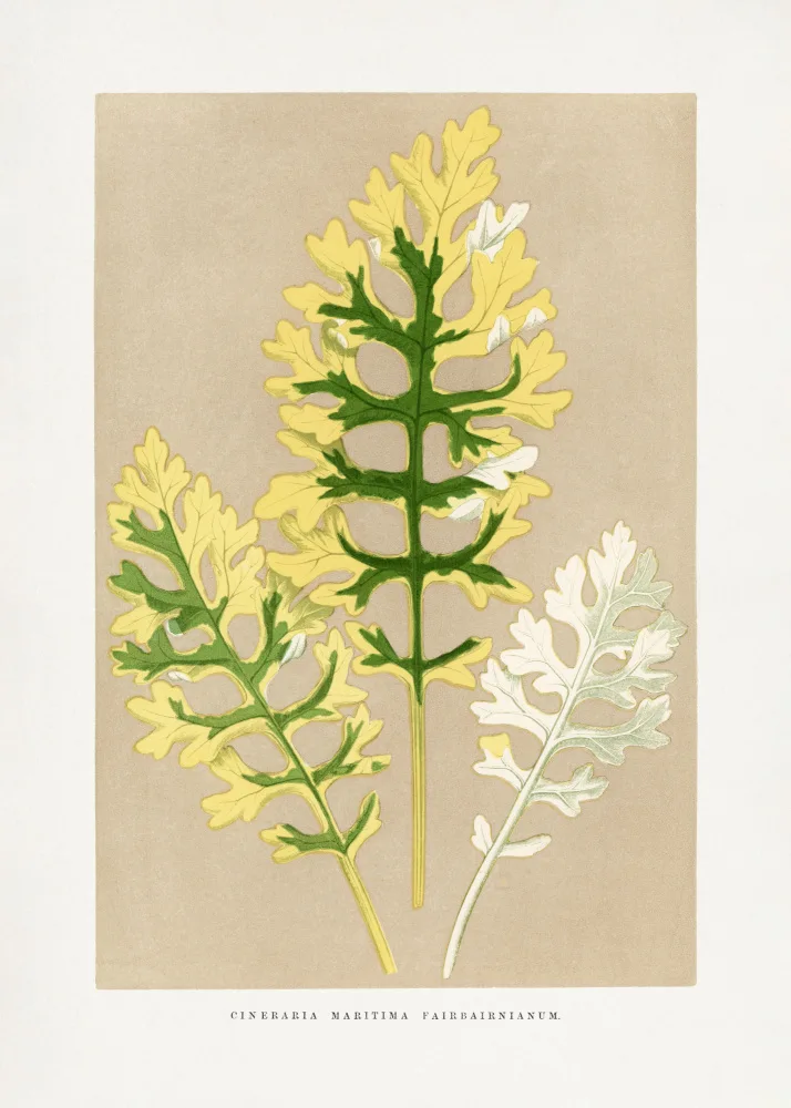 a, Plantes Les: Cineraria Maritima Fairbairnianum Leaf Ilustrace