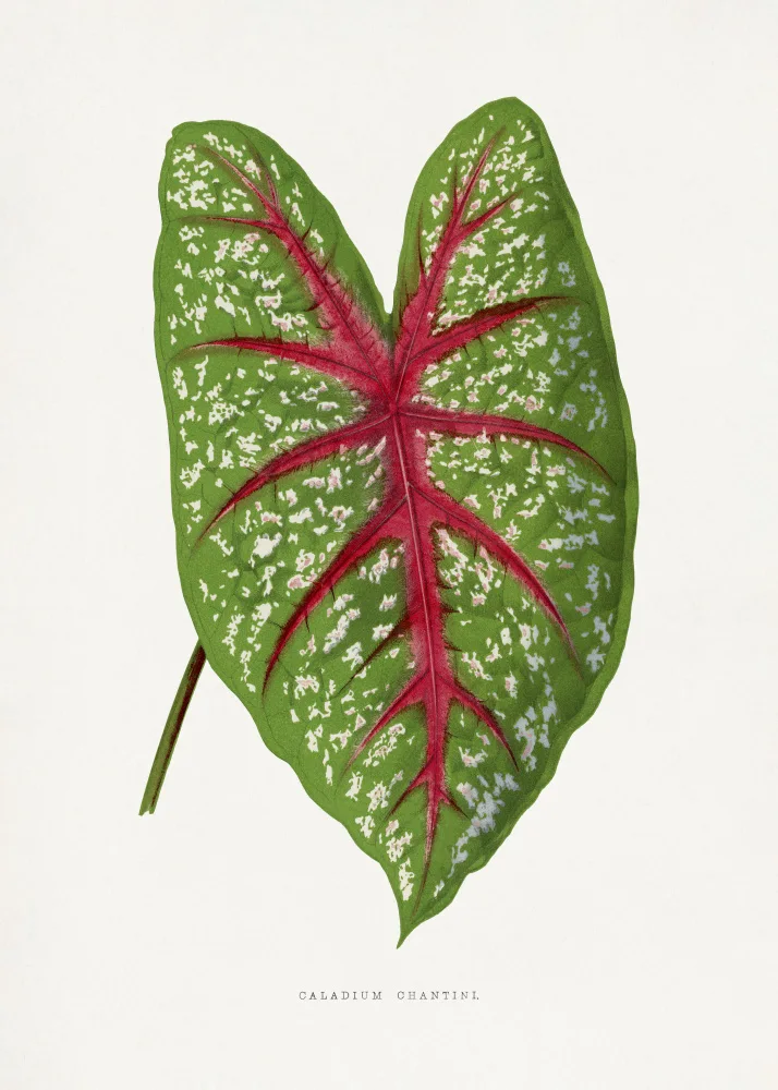a, Plantes Les: Grüne Caladium-Chantini-Blatt-Illustration
