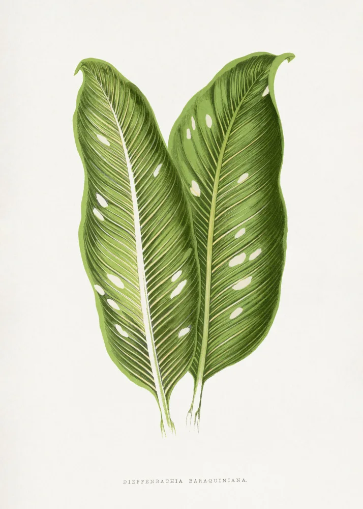 a, Plantes Les: Grüne Dieffenbachia Baraquiniana-Blattillustration