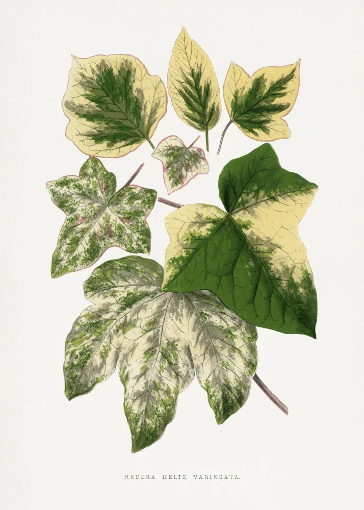 a, Plantes Les: Grüne Blattillustration