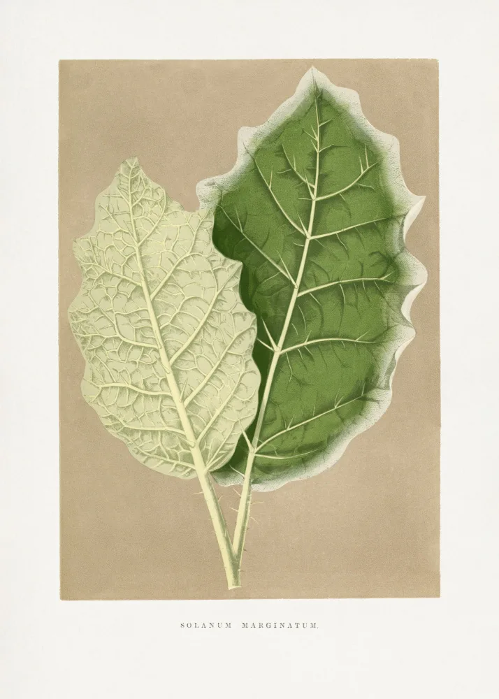 a, Plantes Les: Grüne Solanum Marginatum Blatt Illustration