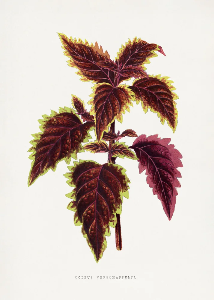 a, Plantes Les: Rosa Coleus-Blatt-Illustration