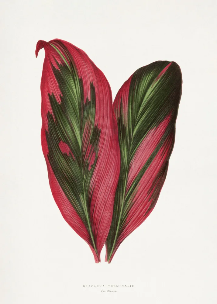 a, Plantes Les: Rosafarbene Dracaena Terminalis-Blattillustration