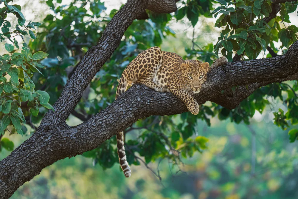 Bhatia, Yogesh: Beauty on the tree