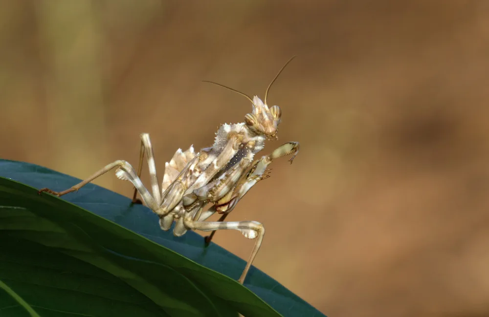 Juanjo: Empusa III