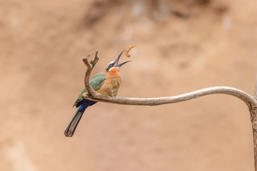 Lu, Bill: In to the air