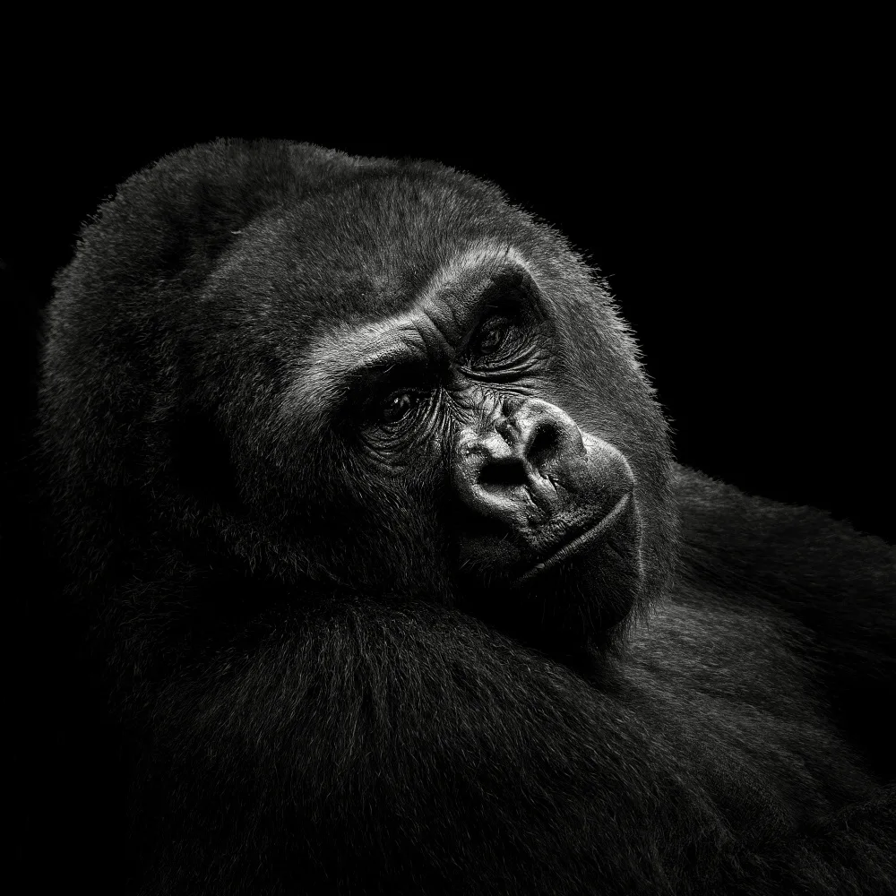 Meermann, Christian: Gorilla
