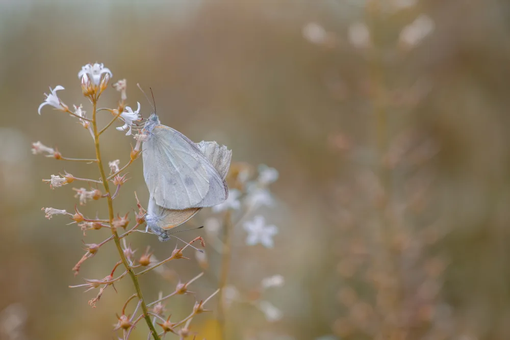 Jianwen: farfalla
