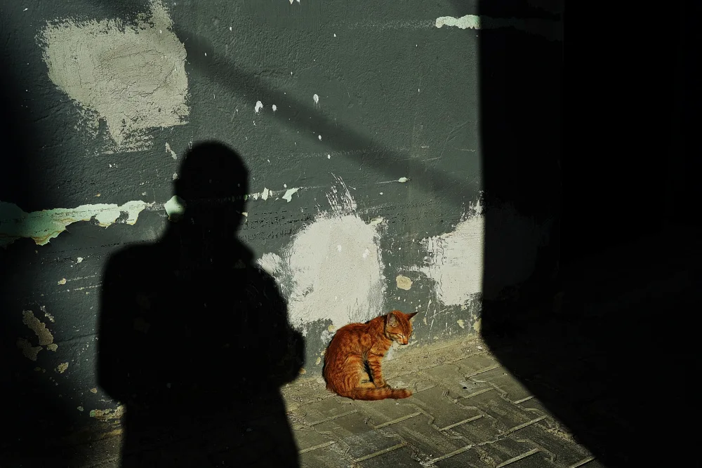 SAYLI, DOGU UMUT: Shadow And Cat