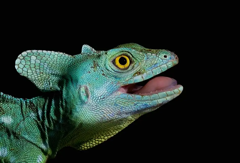 Hakonsen, Thor: Basiliscus plumifrons - Basilisco emplumado