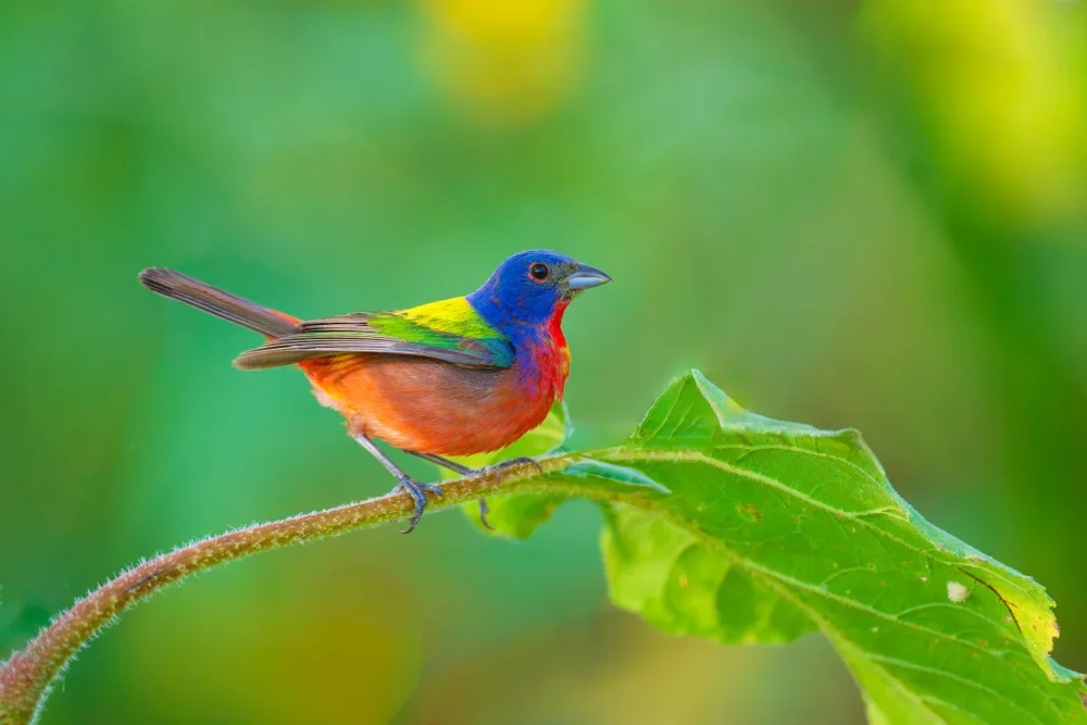 He, Mike: A Painted Bunting Rested on a Perch