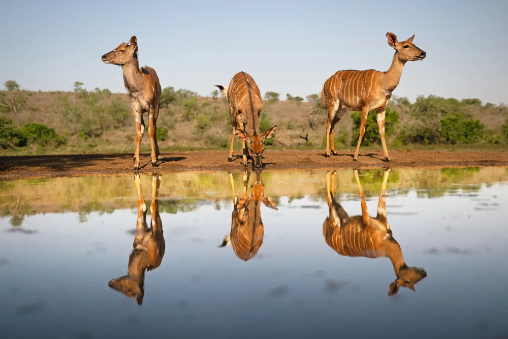 Pozzi, Marco: Nyalas at the pond