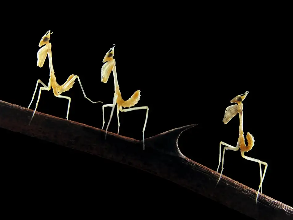Hoffman, Jimmy: Mantid-larvas