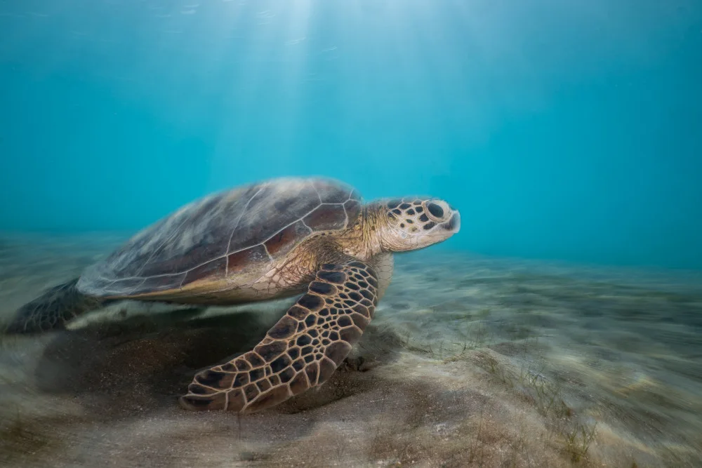 Melesan, Serge: Living on seagrass