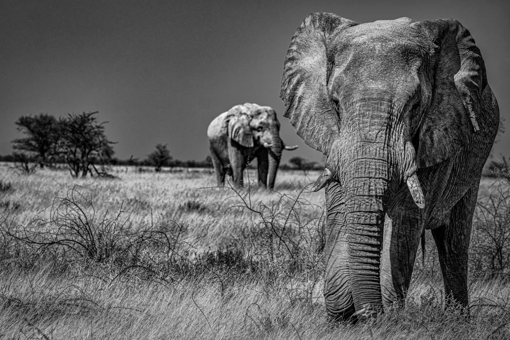 Larsgard, Thore: Elephant fields