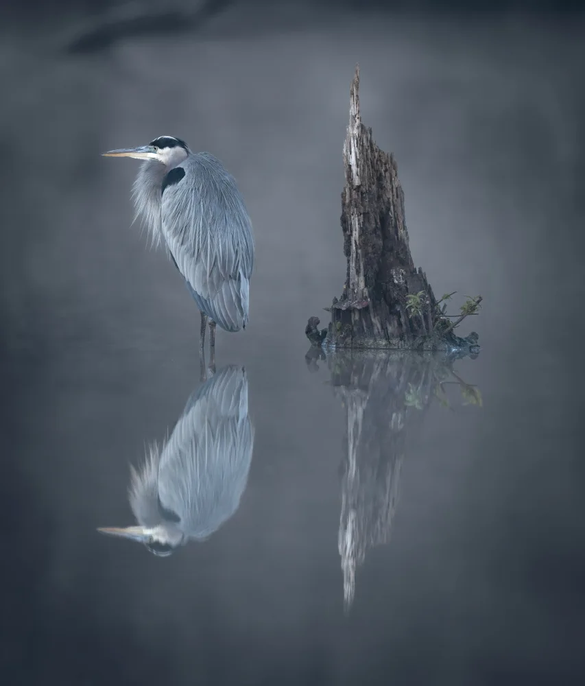 Wang, Catherine: Not Alone