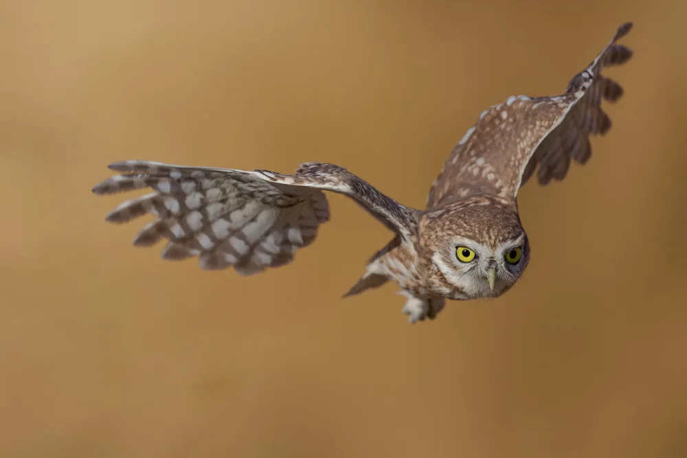 Manusevich, David: Little owl