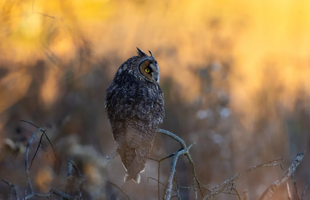 Huang, Johnson: Owl