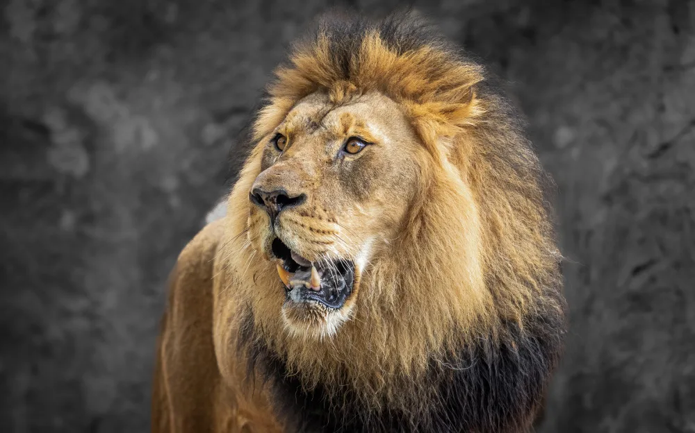 Sink, C. Jeffrey: The king