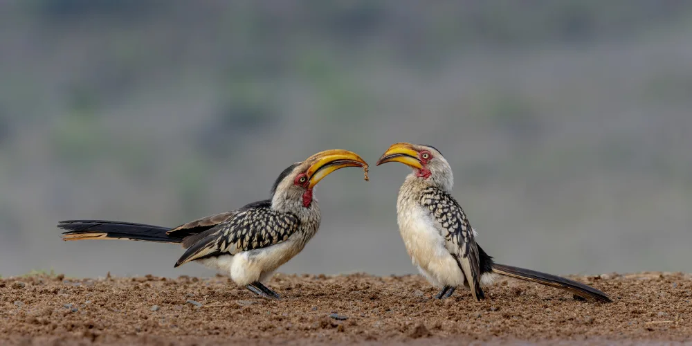Catta, Alessandro: Flirting Hornbill