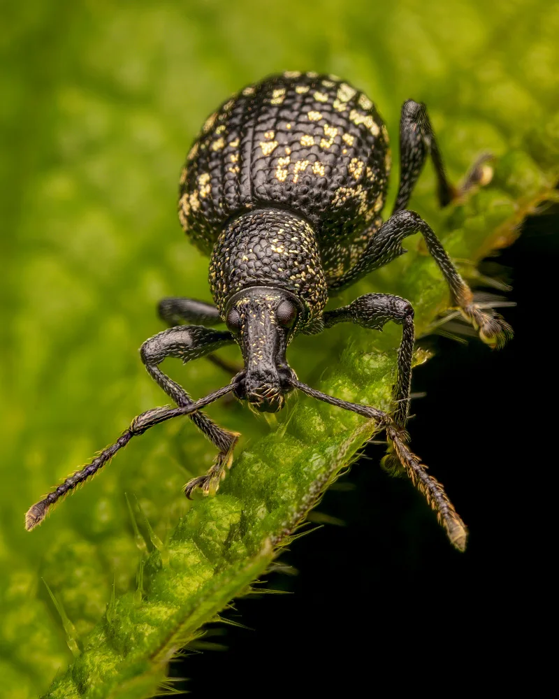 Andrica, Eduard: Weevil