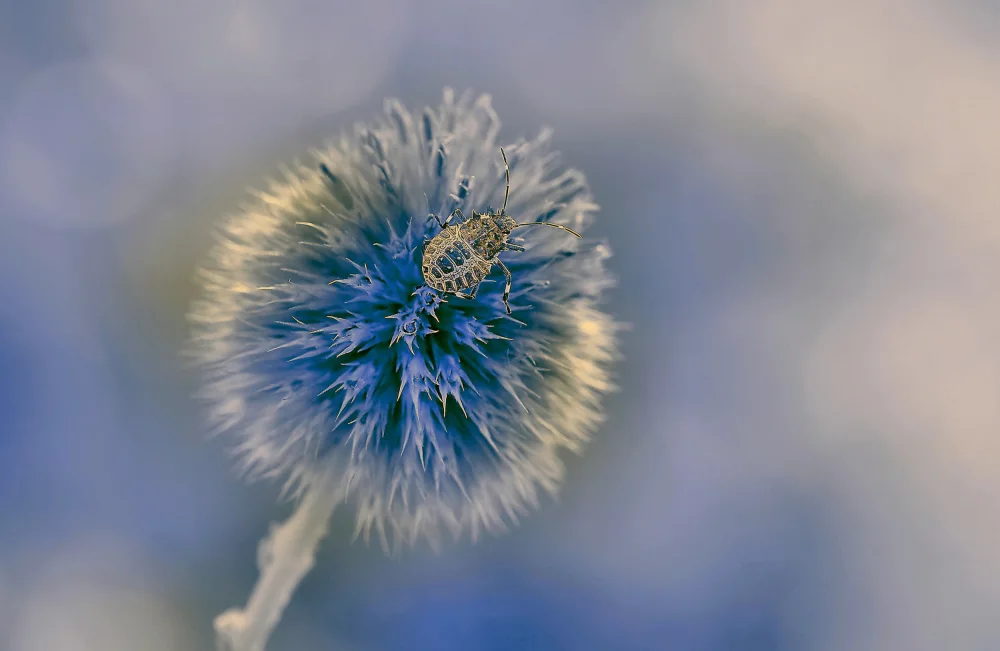 Dufour, Thierry: The blue star...