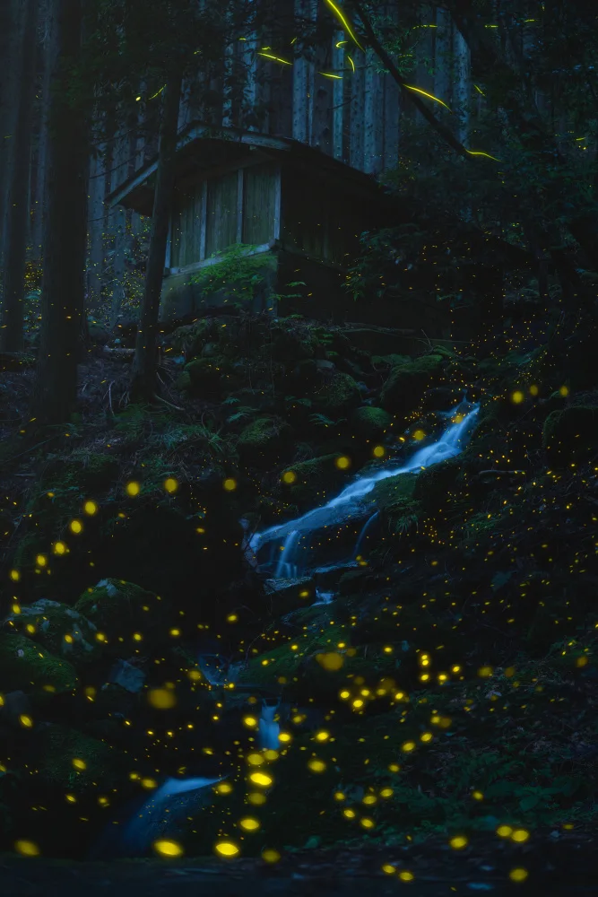 quan, van Vu: Forêt de rêve