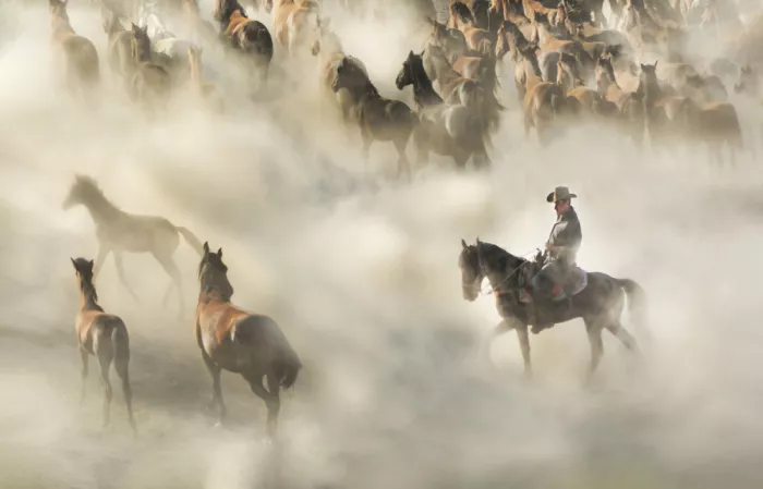Can, Ali: Cowboy and his herd