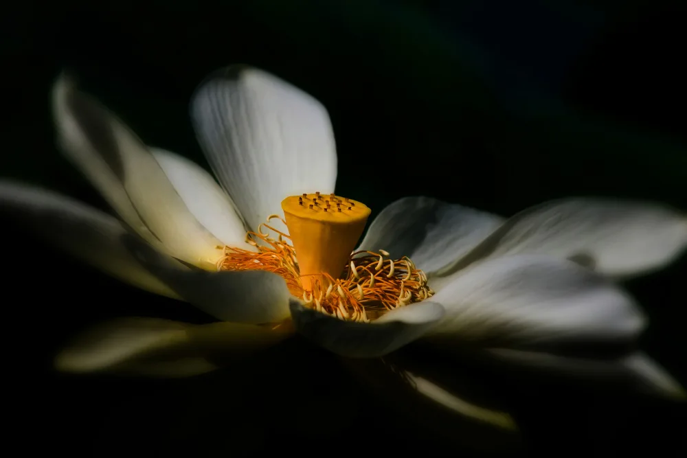 Burgess, Travis: Lotus,jemně
