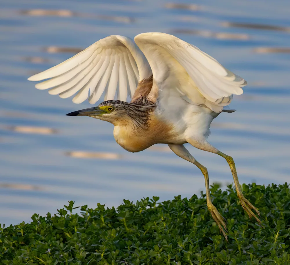 Wilson, Guy: Under My Wings