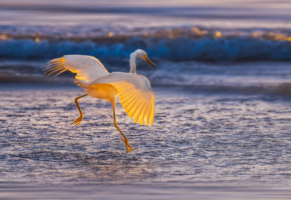 SD, Allen: Egret 32