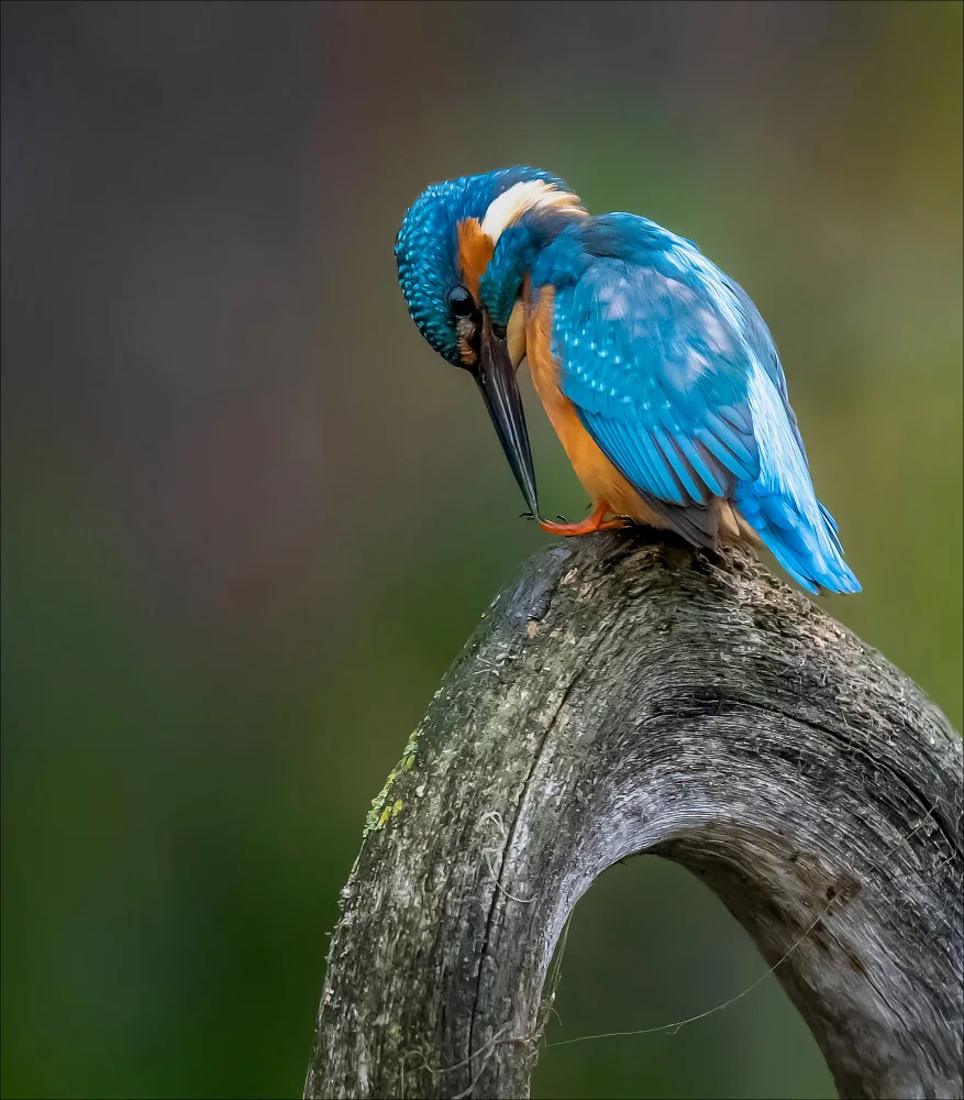 Coenders, Chris: ijsvogel