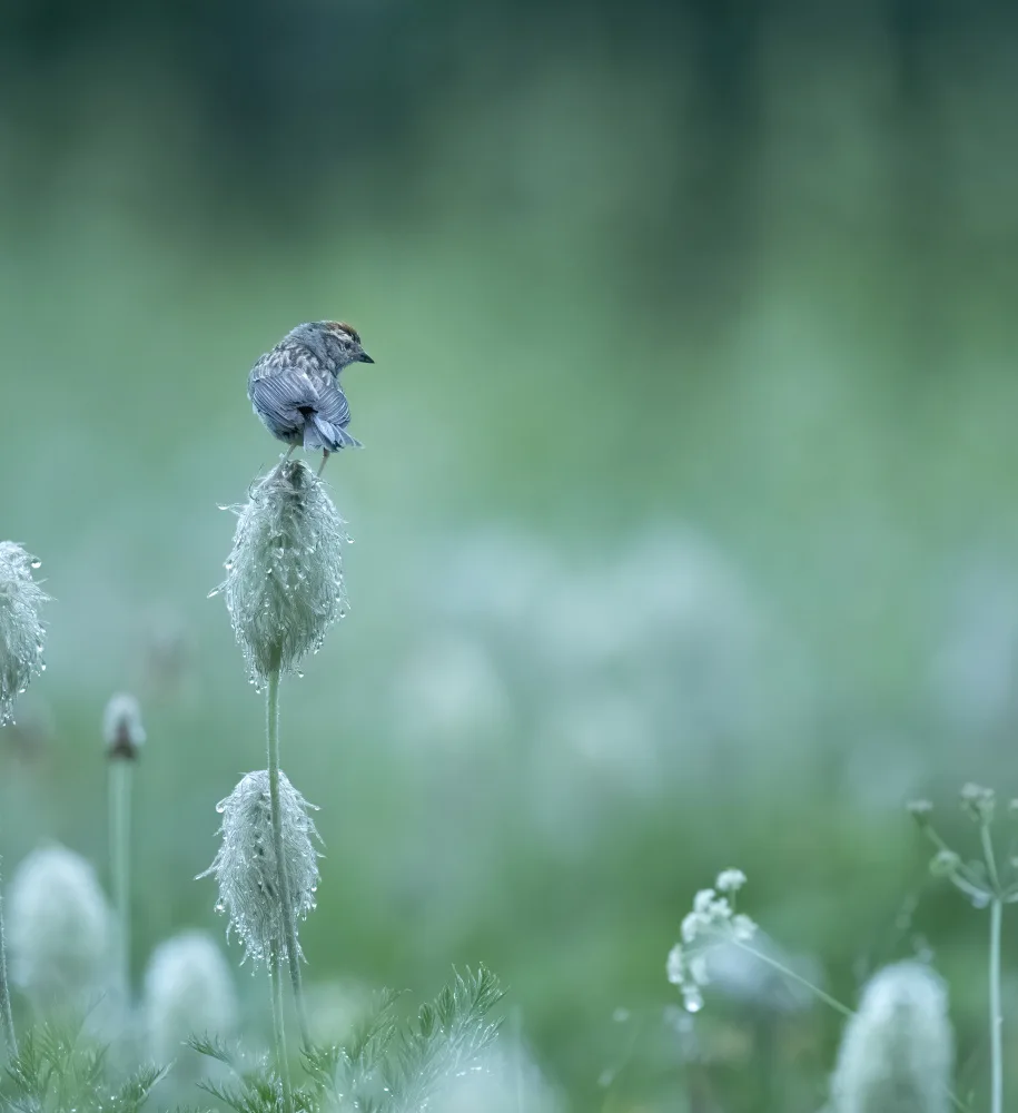 Tseng, Judy: bird on Dr. Seuss Flowers