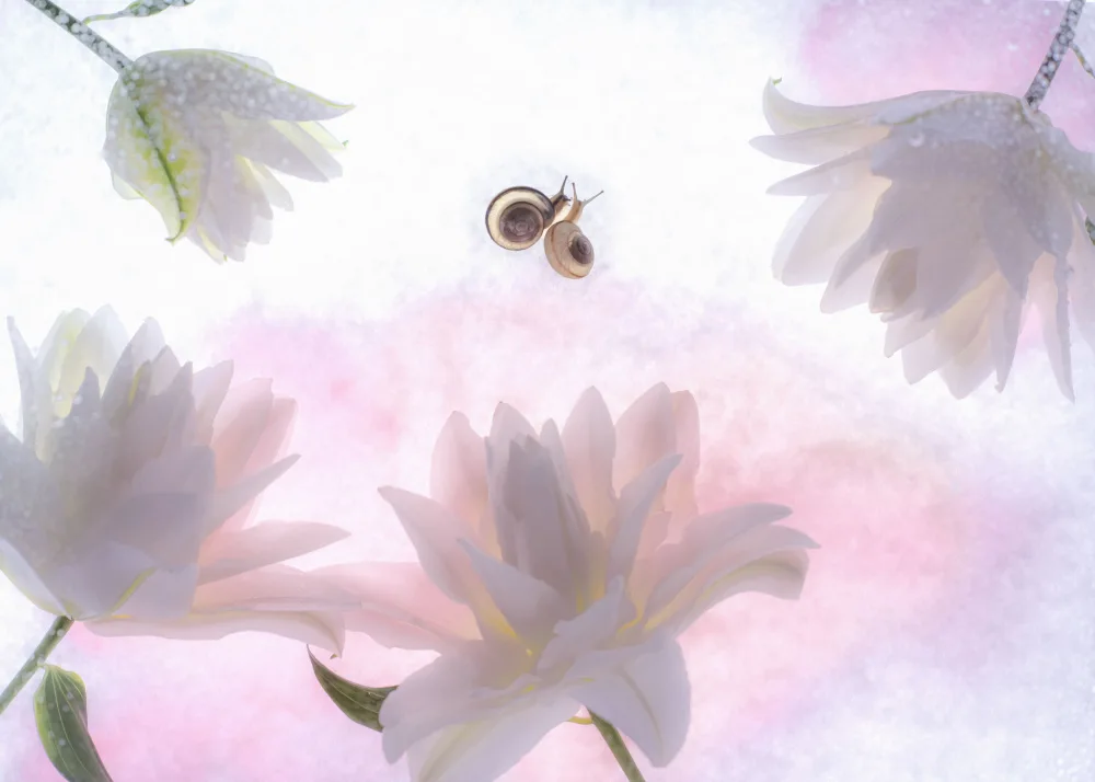 Miharu: dulce poesia
