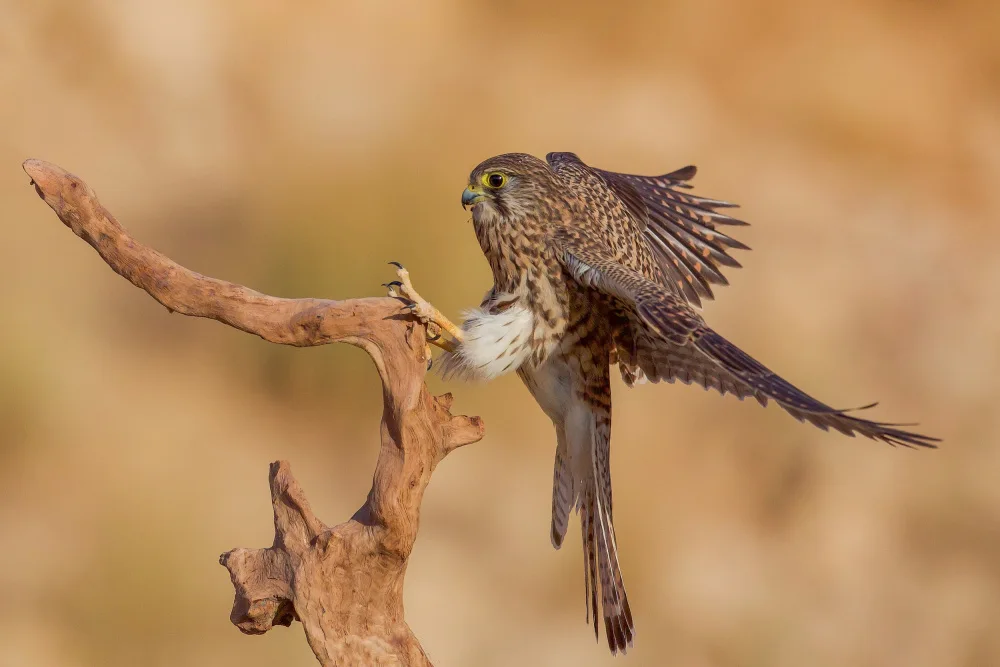 Manusevich, David: Common kestrel