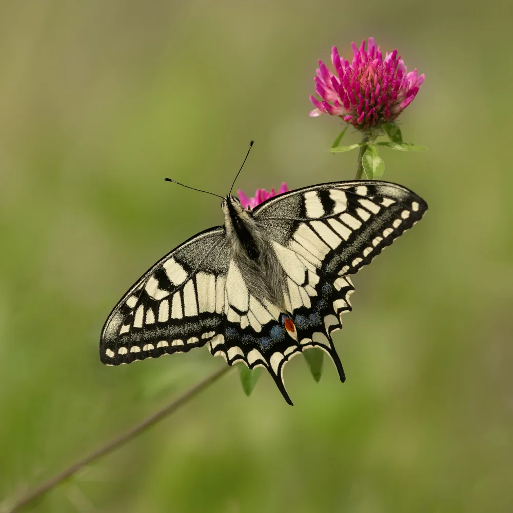 Keizer, Annie: Beautiful butterfly.