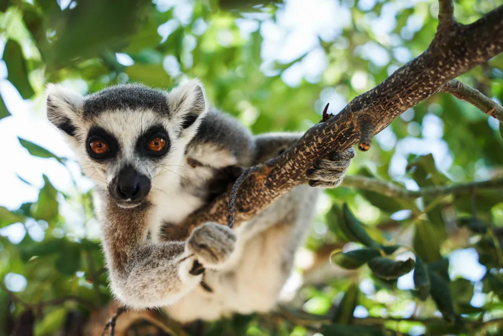 Jenysh: Lemur portrait