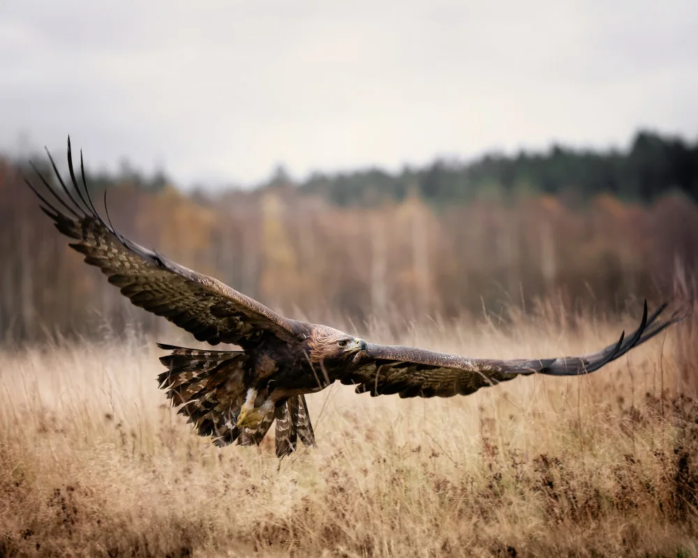 Firešová, Michaela: Eagle