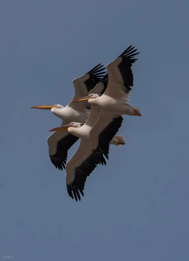 Raviv, Zipi: The flight of three pelicans