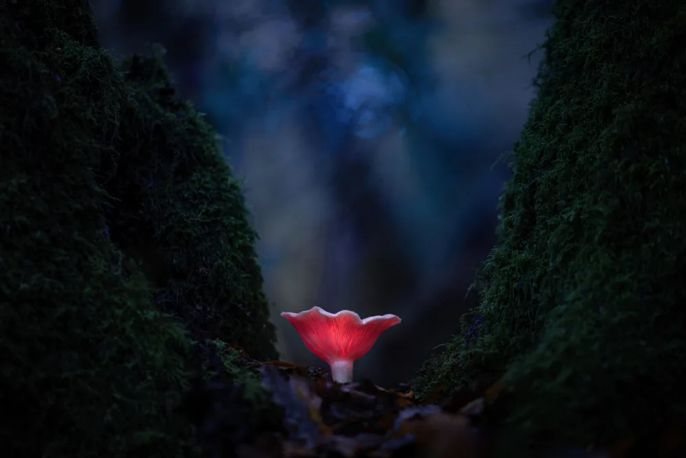 Uddin, Kutub: Illuminer la forêt