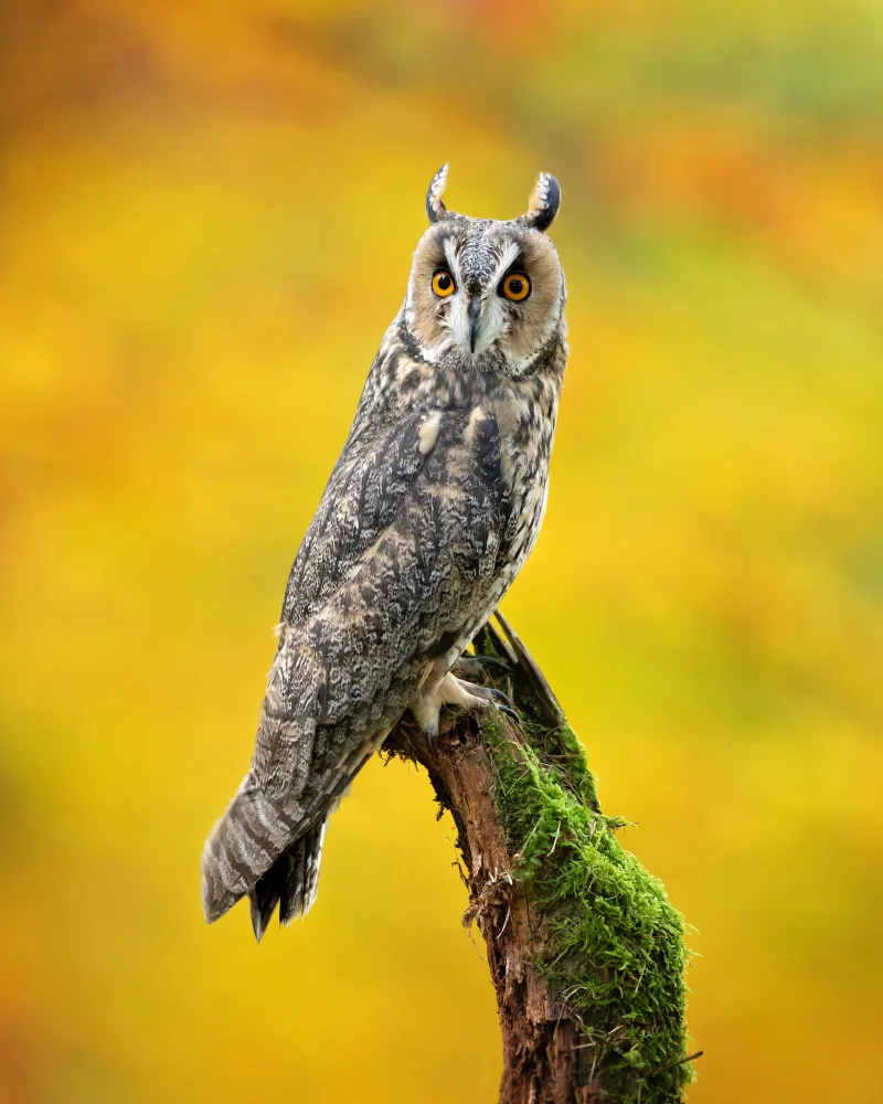 Zygmunt, Milan: Long-eared owl