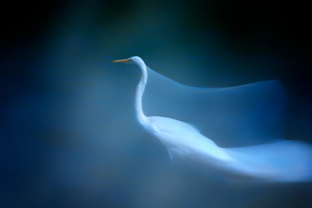 Wei, and Siyu: aigrette longue exp #2