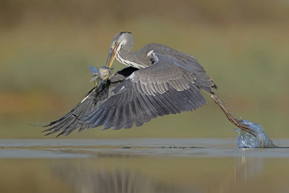 levi, nissim: Gray heron