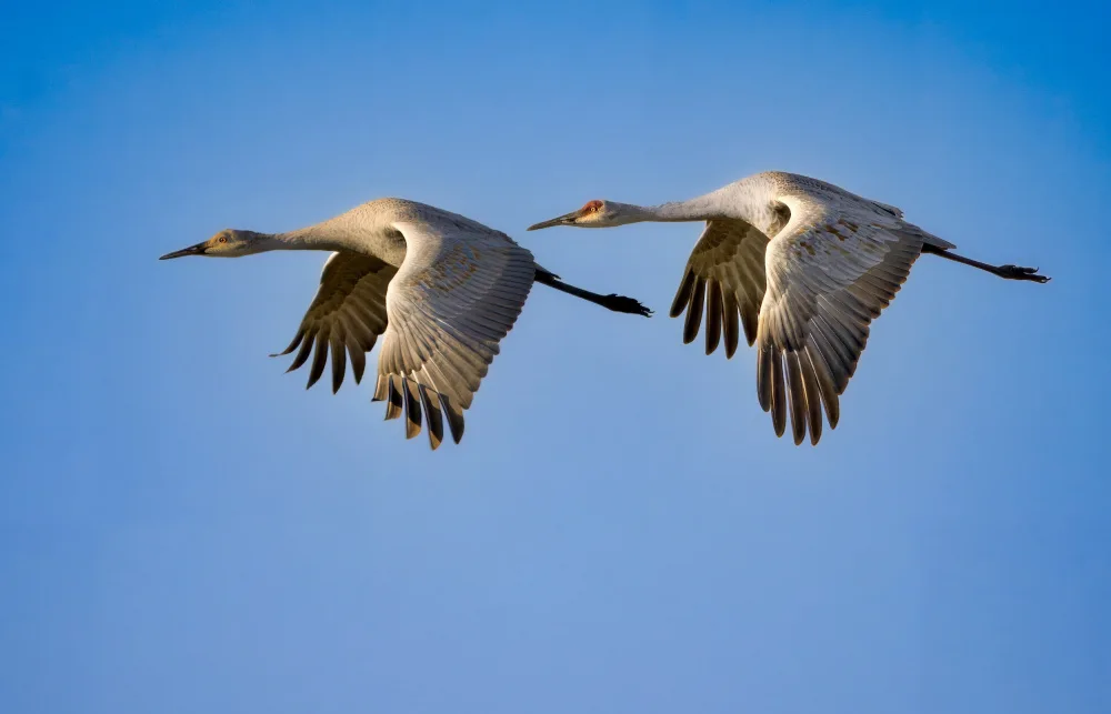 Qiao, Bin: Sandhill cranes