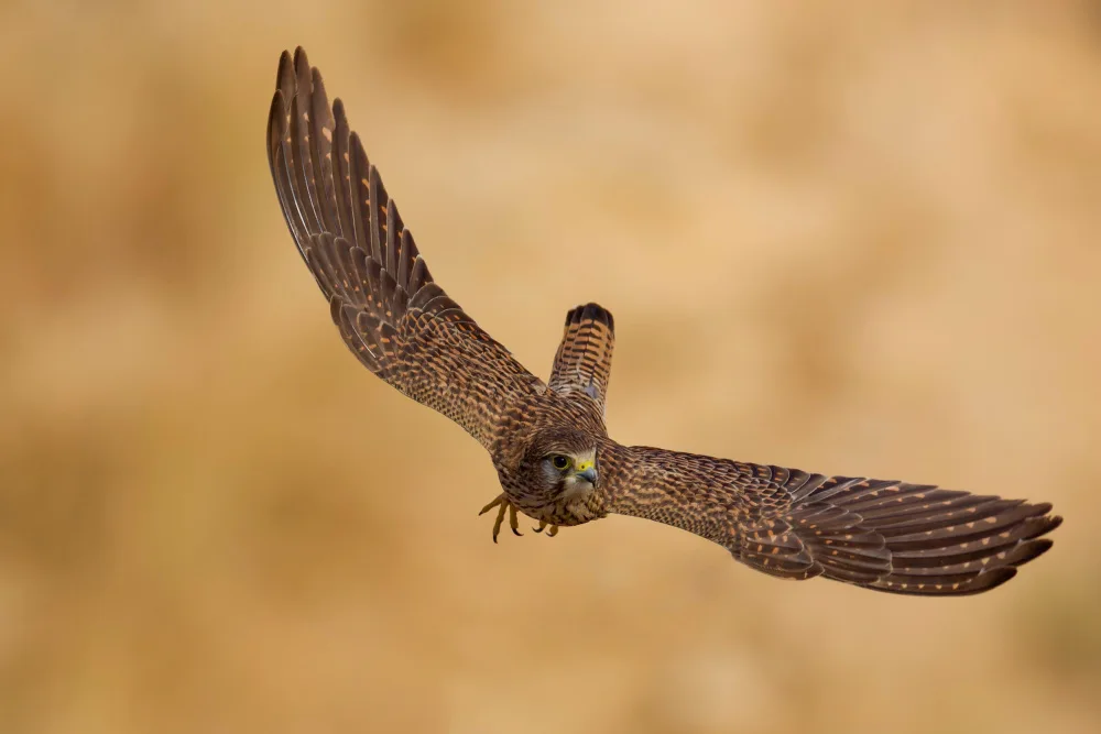 Manusevich, David: Common kestrel