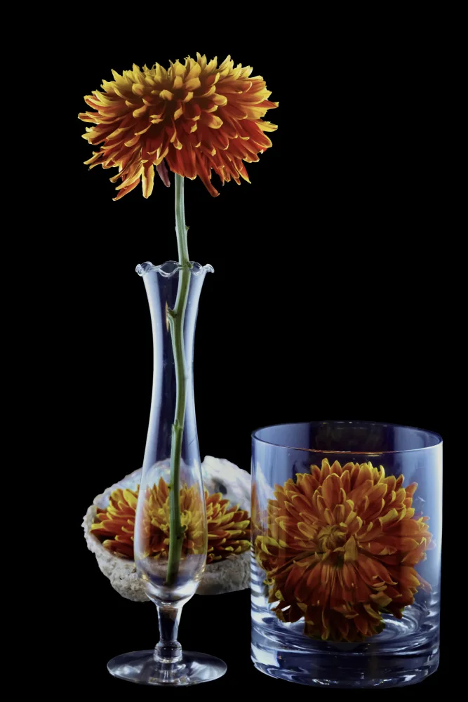 jlloydphoto: Una historia de tres flores