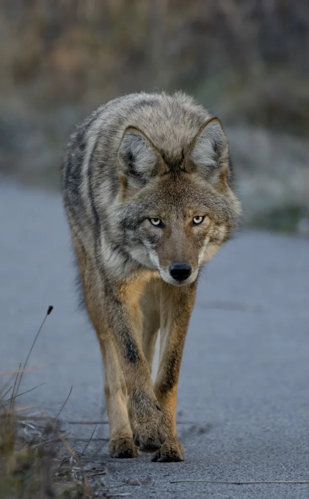 Qiao, Bin: Coyote
